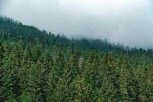 Peste 2.500 de hectare de fond forestier au fost readuse în proprietatea publică a statului